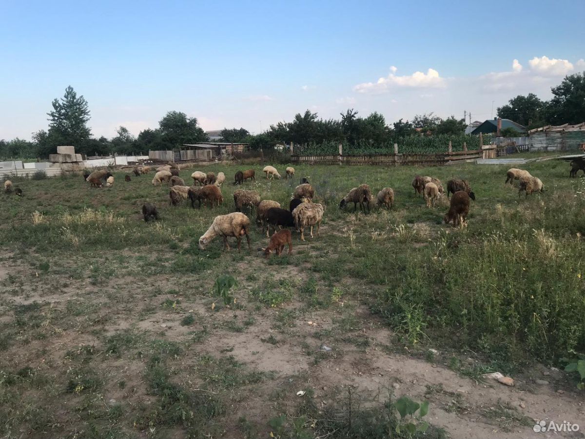 Продаю овцы с ягнятами купить на Зозу.ру - фотография № 4