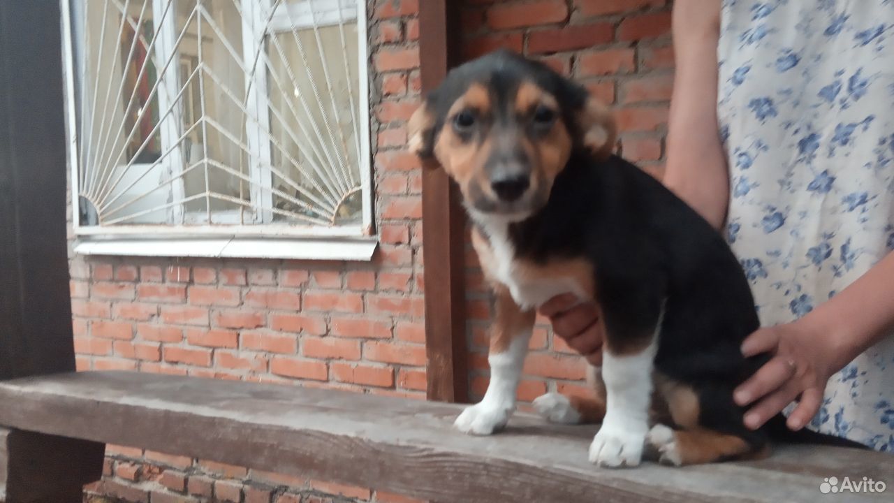 Дворняжка щенок купить на Зозу.ру - фотография № 4