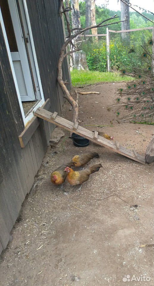 Курицы купить на Зозу.ру - фотография № 2
