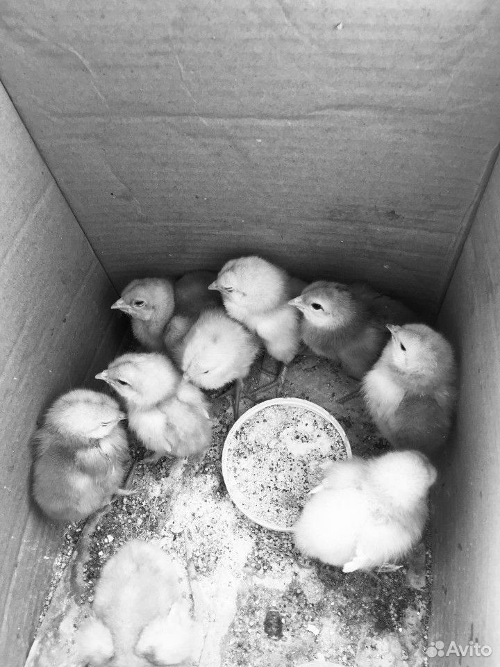 Домашние цыплята несушки купить на Зозу.ру - фотография № 1