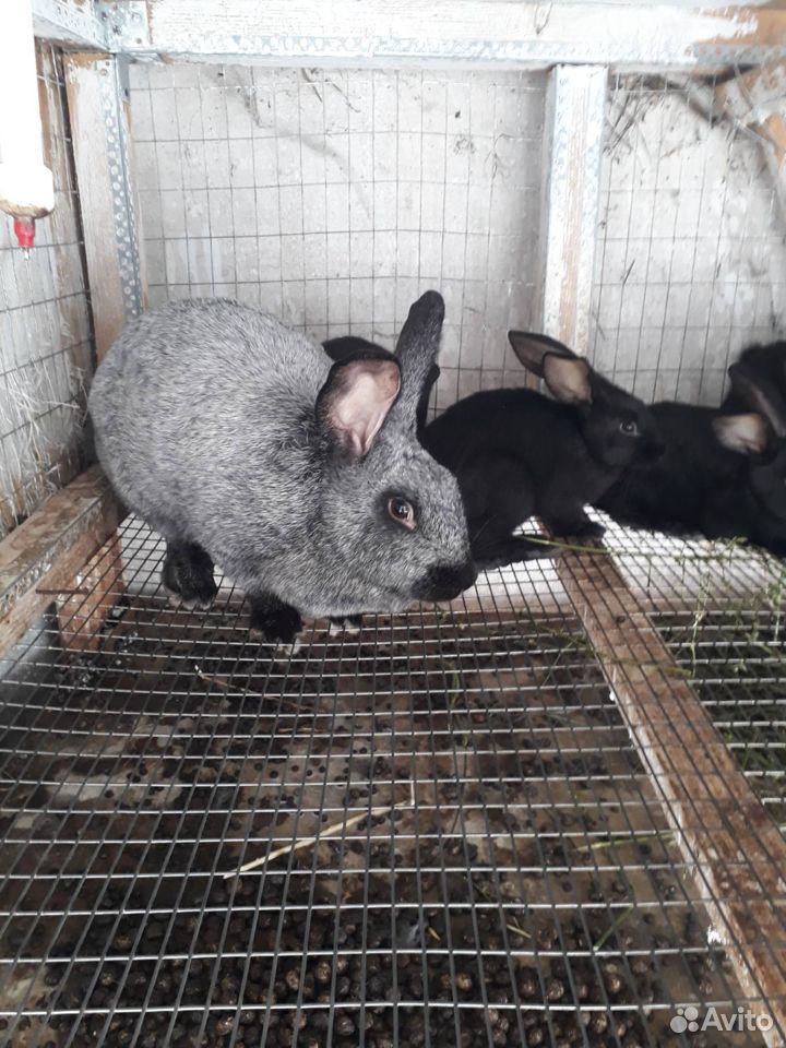 Кролики Полтавское серебро купить на Зозу.ру - фотография № 1