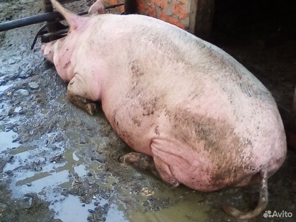 Свиньи живой вес купить на Зозу.ру - фотография № 2