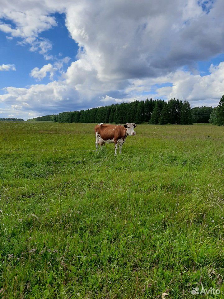 Корова,молочная купить на Зозу.ру - фотография № 3
