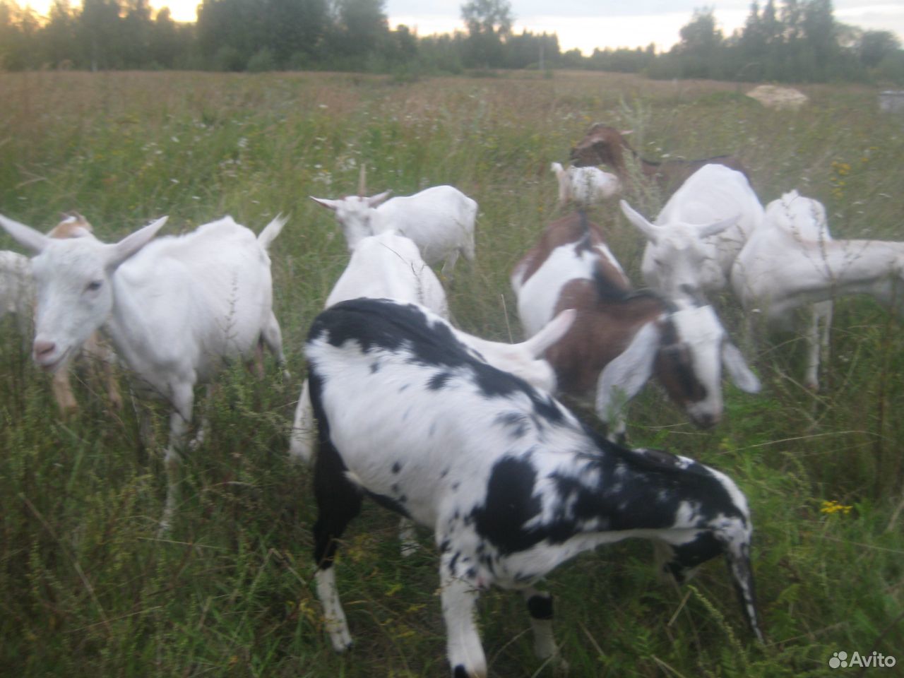 100 нубийские, зааненские козы и козлы купить на Зозу.ру - фотография № 3