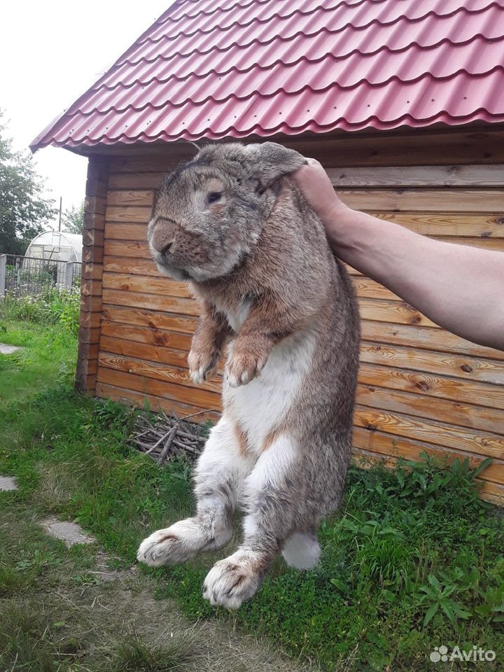 Продаю кролика купить на Зозу.ру - фотография № 2