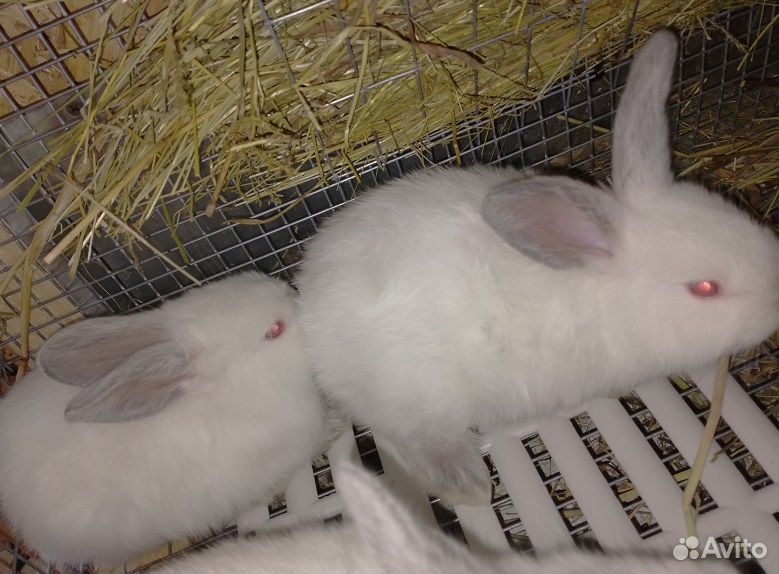 Кролики крольчата Калифорнийские купить на Зозу.ру - фотография № 9