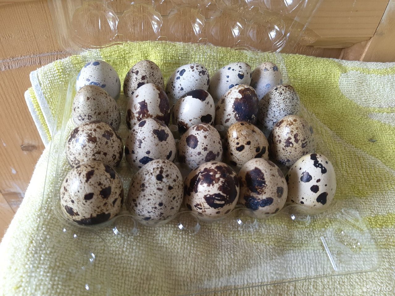 Продажа перепелиных яиц и инкубационный яиц купить на Зозу.ру - фотография № 1