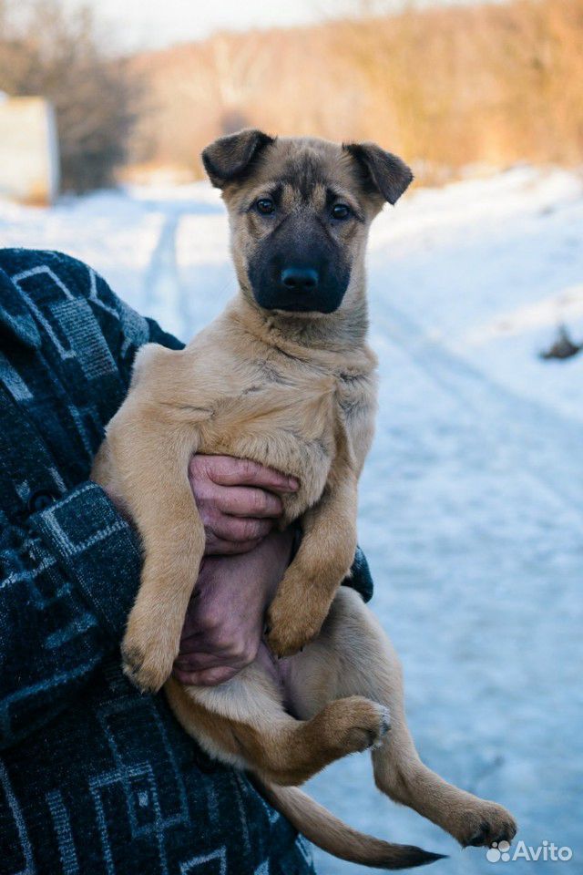 Стерилизованная собака купить на Зозу.ру - фотография № 1