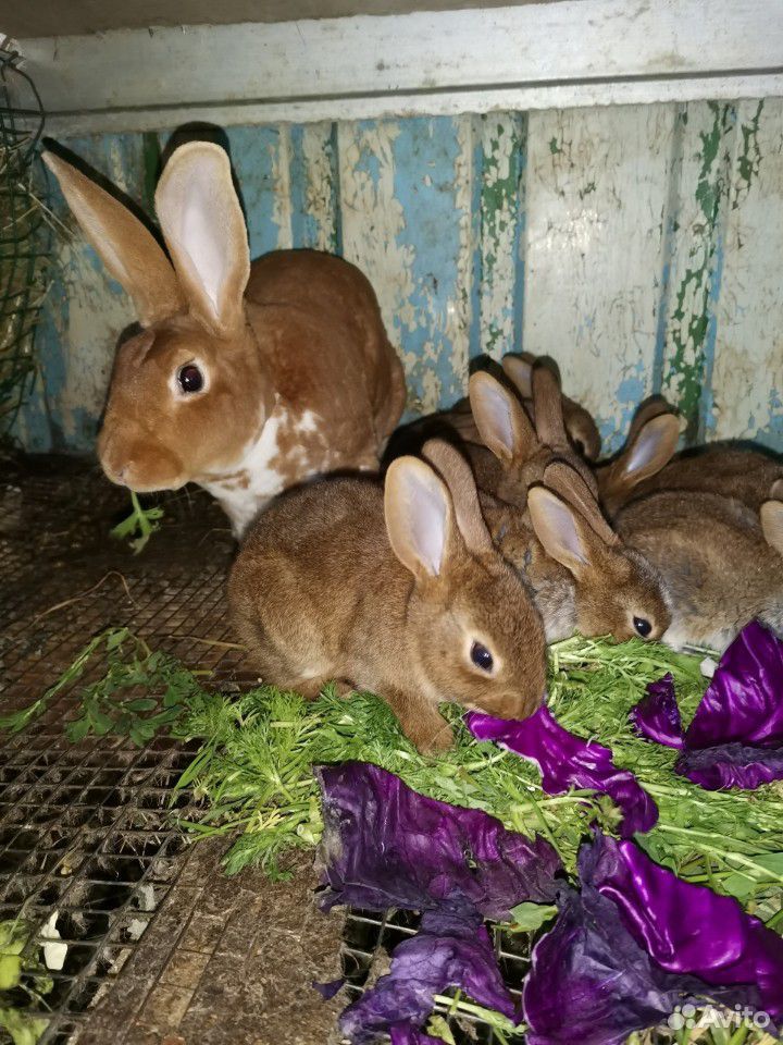 Крольчата породы рекс купить на Зозу.ру - фотография № 2