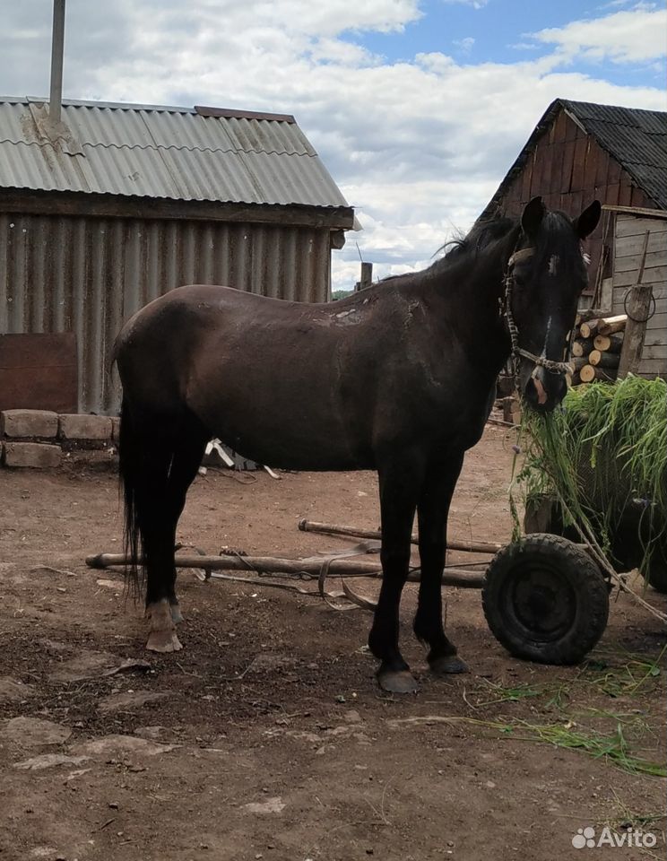 Продается лошадь купить на Зозу.ру - фотография № 1