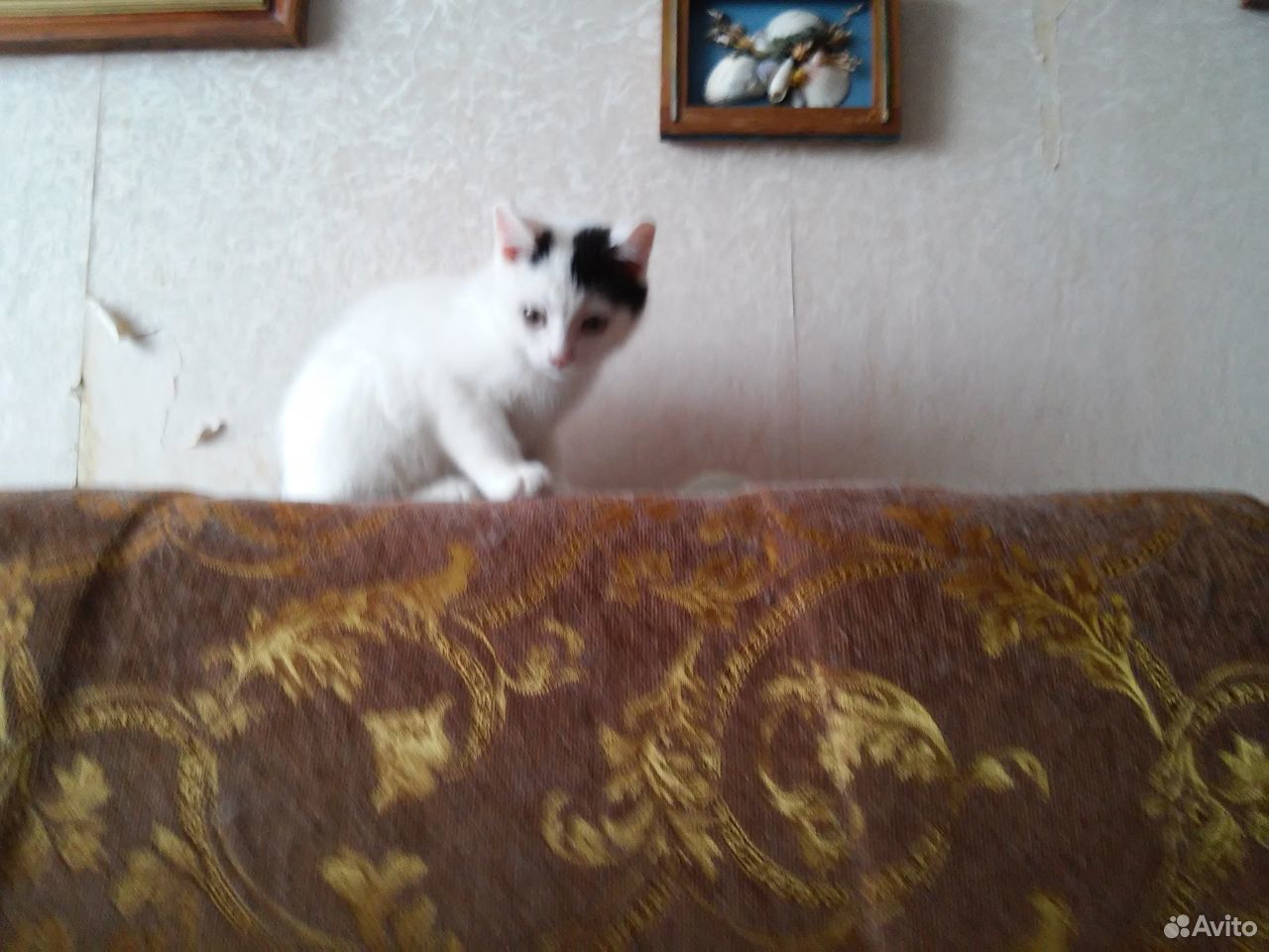 Отдам котят купить на Зозу.ру - фотография № 6