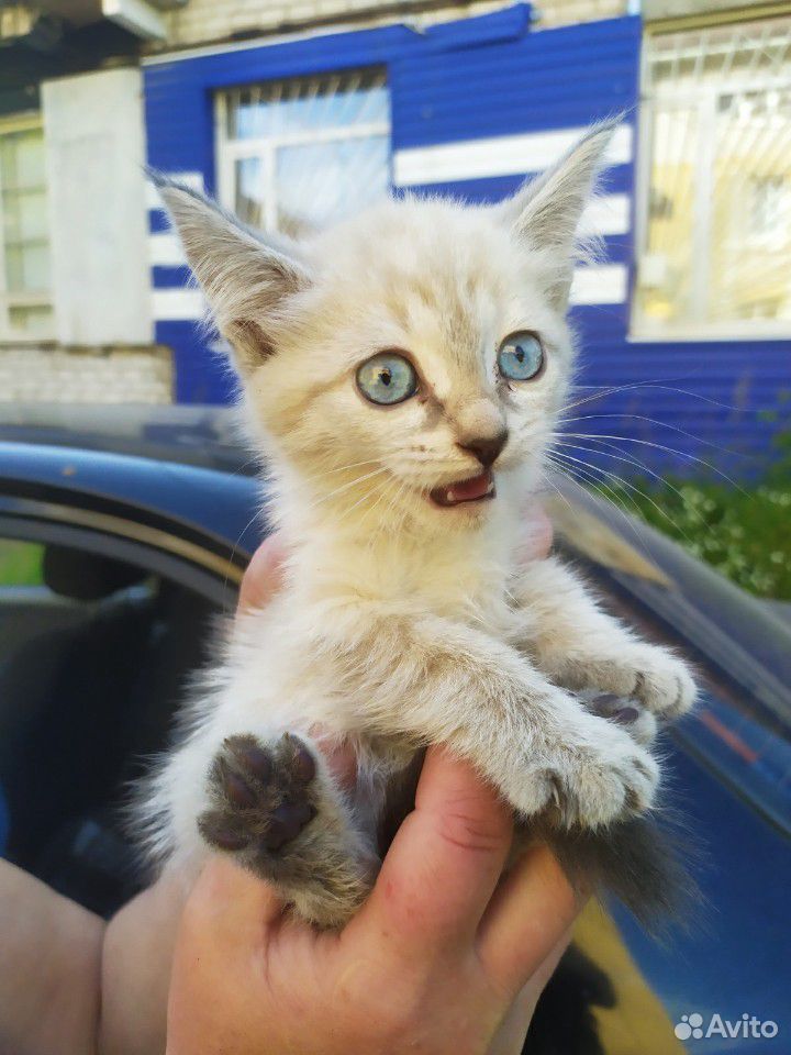 Котенок тайский купить на Зозу.ру - фотография № 3