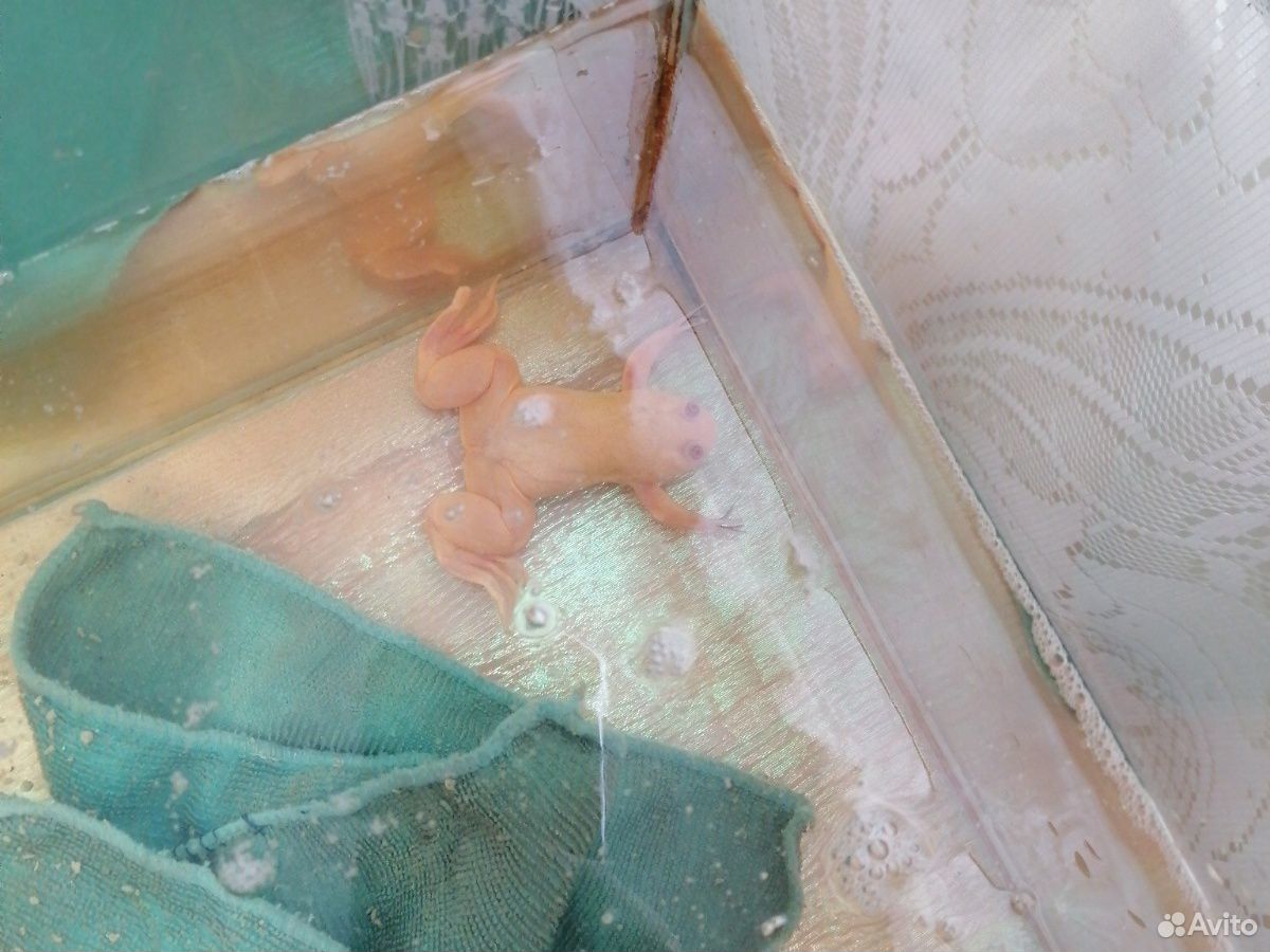 Лягушка шпорцевая альбинос с аквариумом купить на Зозу.ру - фотография № 3