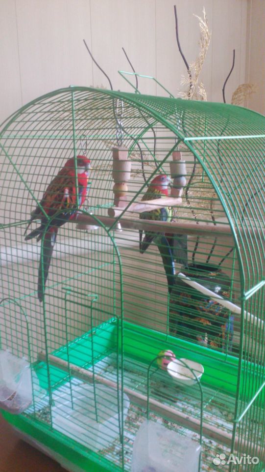 Продается пара попугаев карела с клеткой купить на Зозу.ру - фотография № 3