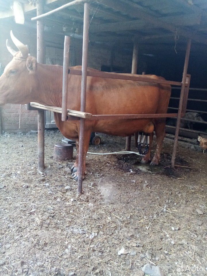 Продаю две коровы все вопросы по тел купить на Зозу.ру - фотография № 1