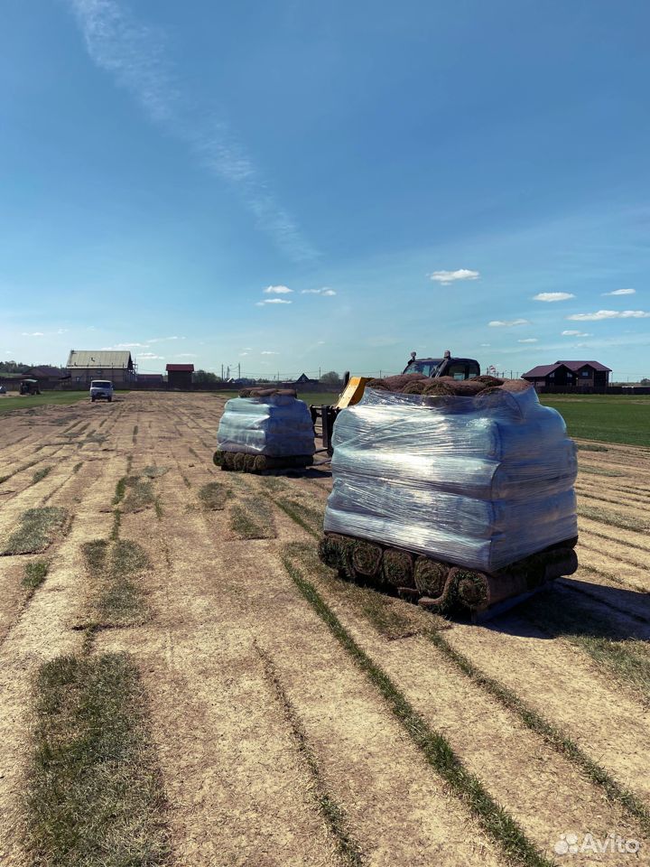 Рулонный газон продажа купить на Зозу.ру - фотография № 2
