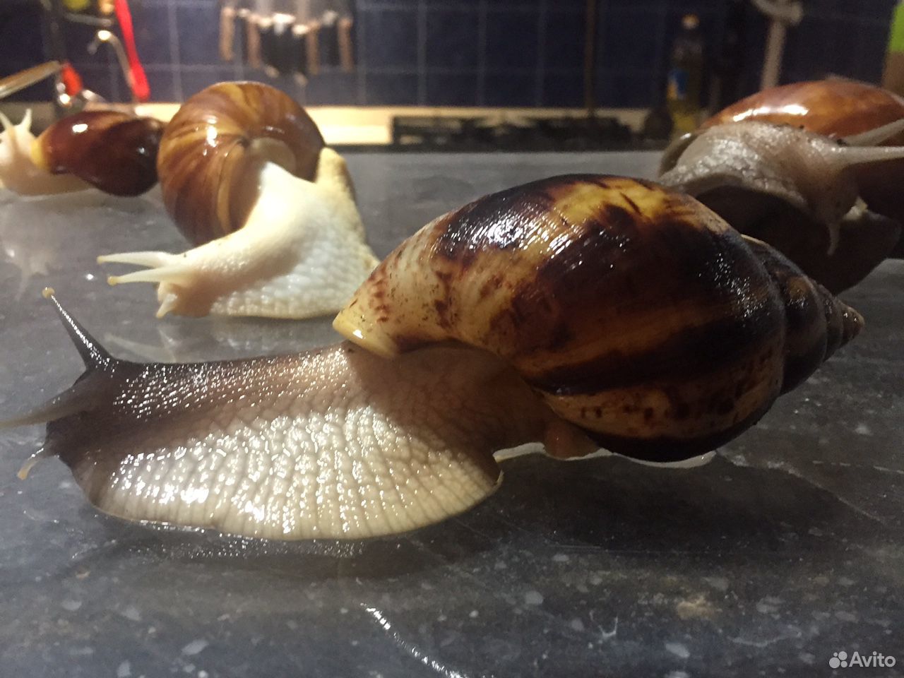 Snail bio улиток. улитка helix pomatia. влюблённые улитки памятник в москве. большие улитки в подмосковье. улитки москвы.