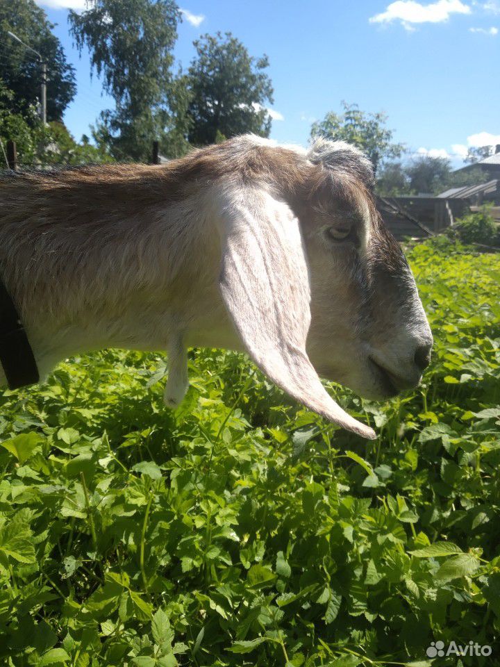 Заано-тоггенбуржская коза купить на Зозу.ру - фотография № 2