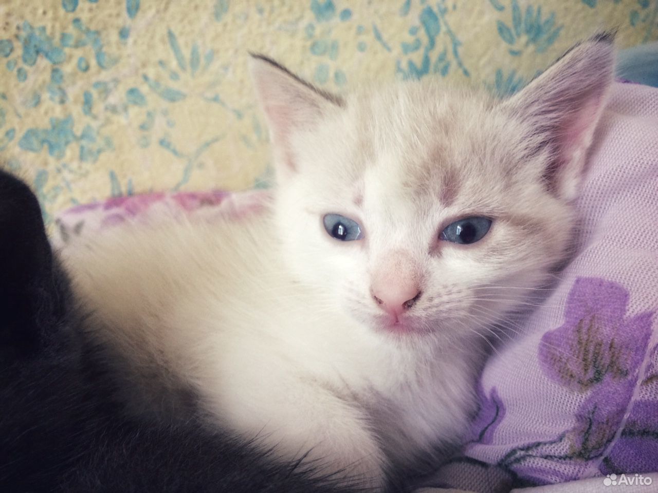 Котята 1,5 месяца купить на Зозу.ру - фотография № 5