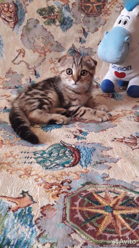 Клубные котята от чемпионов купить на Зозу.ру - фотография № 4