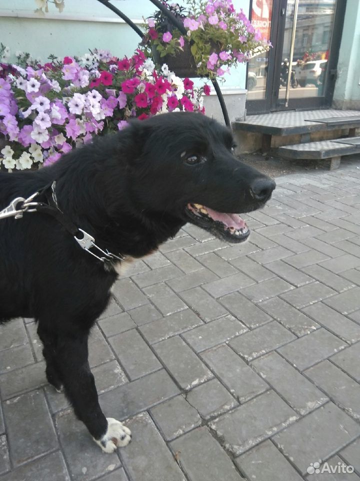 Найден пес купить на Зозу.ру - фотография № 1
