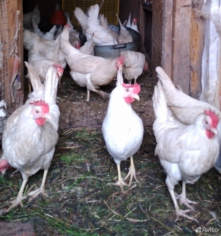 Куры на яйца-домашние несушки купить на Зозу.ру - фотография № 9