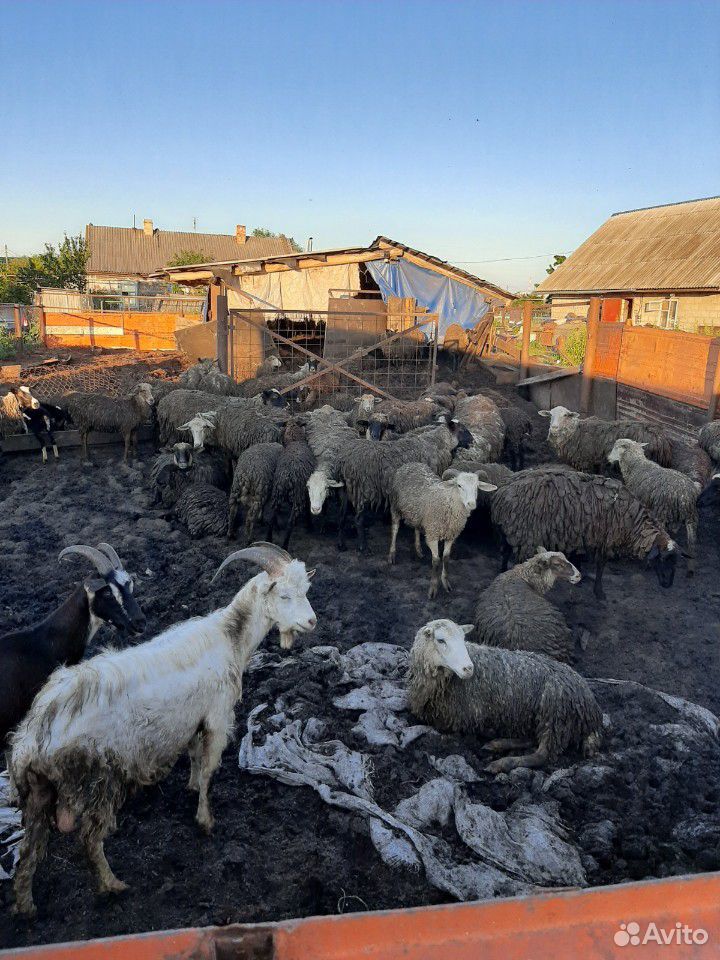 Бараны, овцы, козы купить на Зозу.ру - фотография № 4