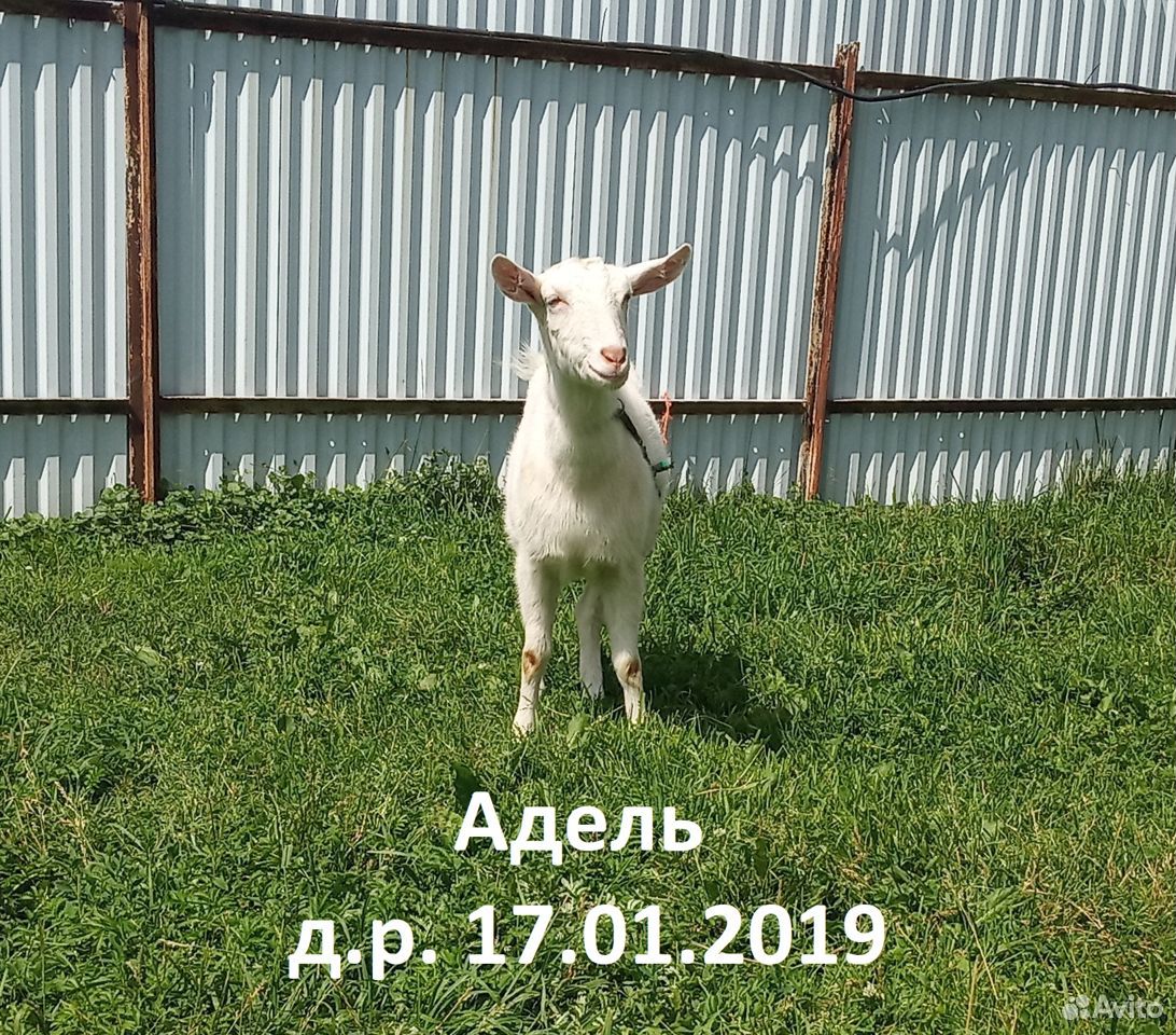 Зааненская коза, дойная и козочка купить на Зозу.ру - фотография № 6