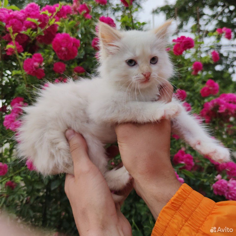Котенок белый с голубыми глазами купить на Зозу.ру - фотография № 5