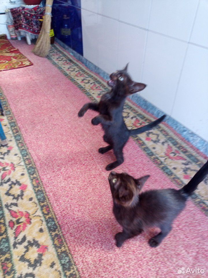 Котята и кошка купить на Зозу.ру - фотография № 3
