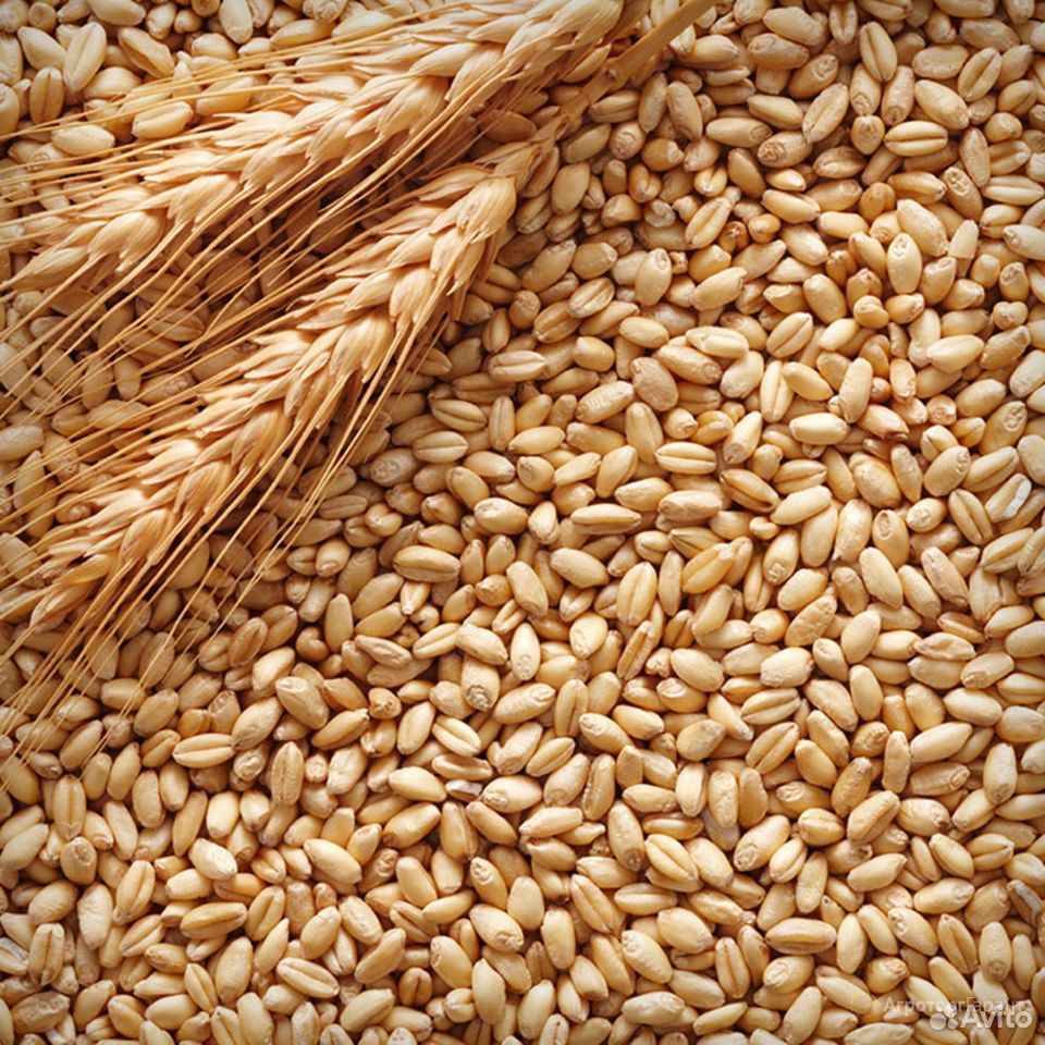 Пшеница, Ячмень купить на Зозу.ру - фотография № 1