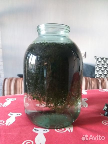 Яванский мох (Vesicularia dubyana) купить на Зозу.ру - фотография № 1