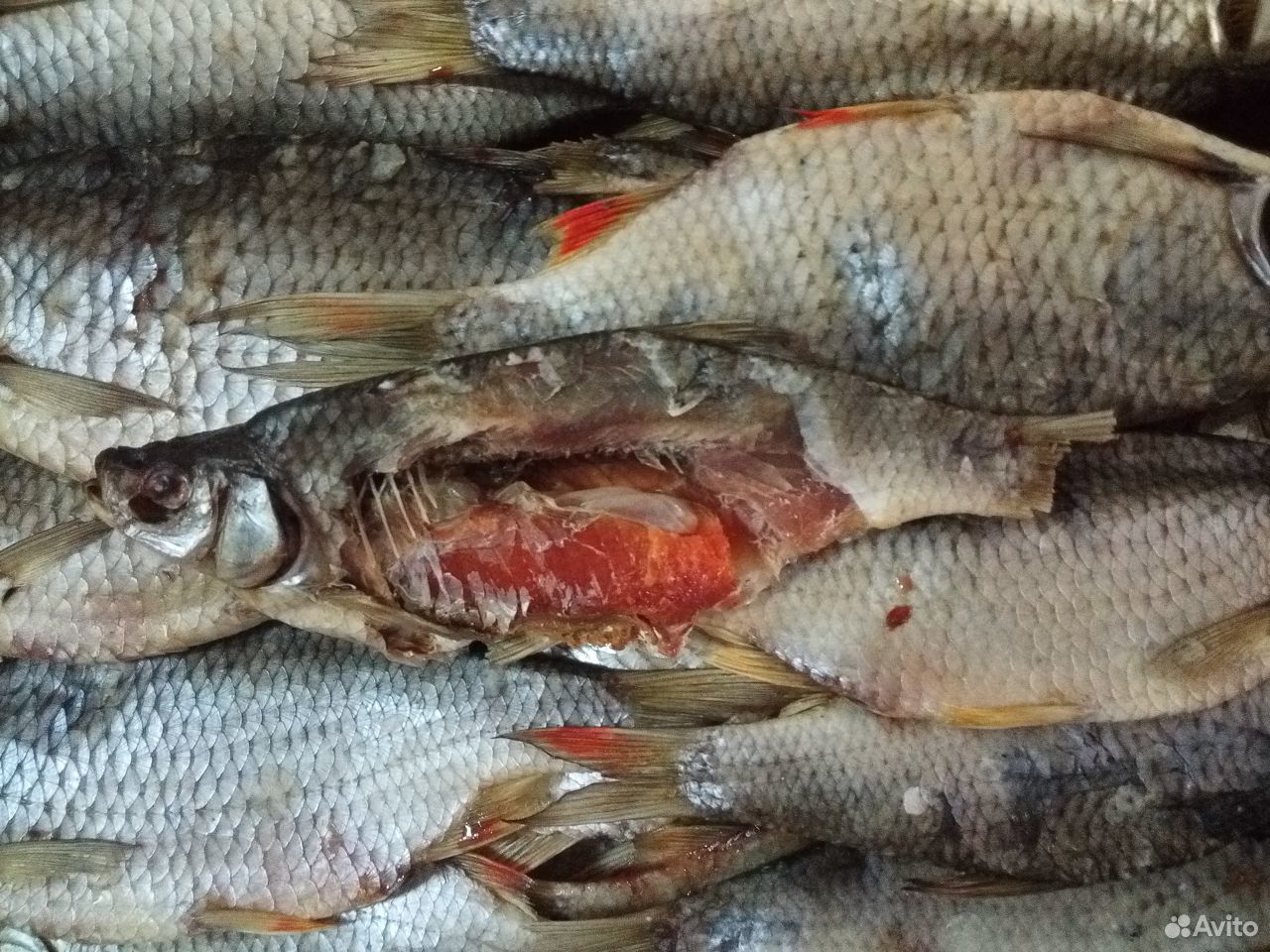 Рыба. Краснопёрка вяленая купить на Зозу.ру - фотография № 1
