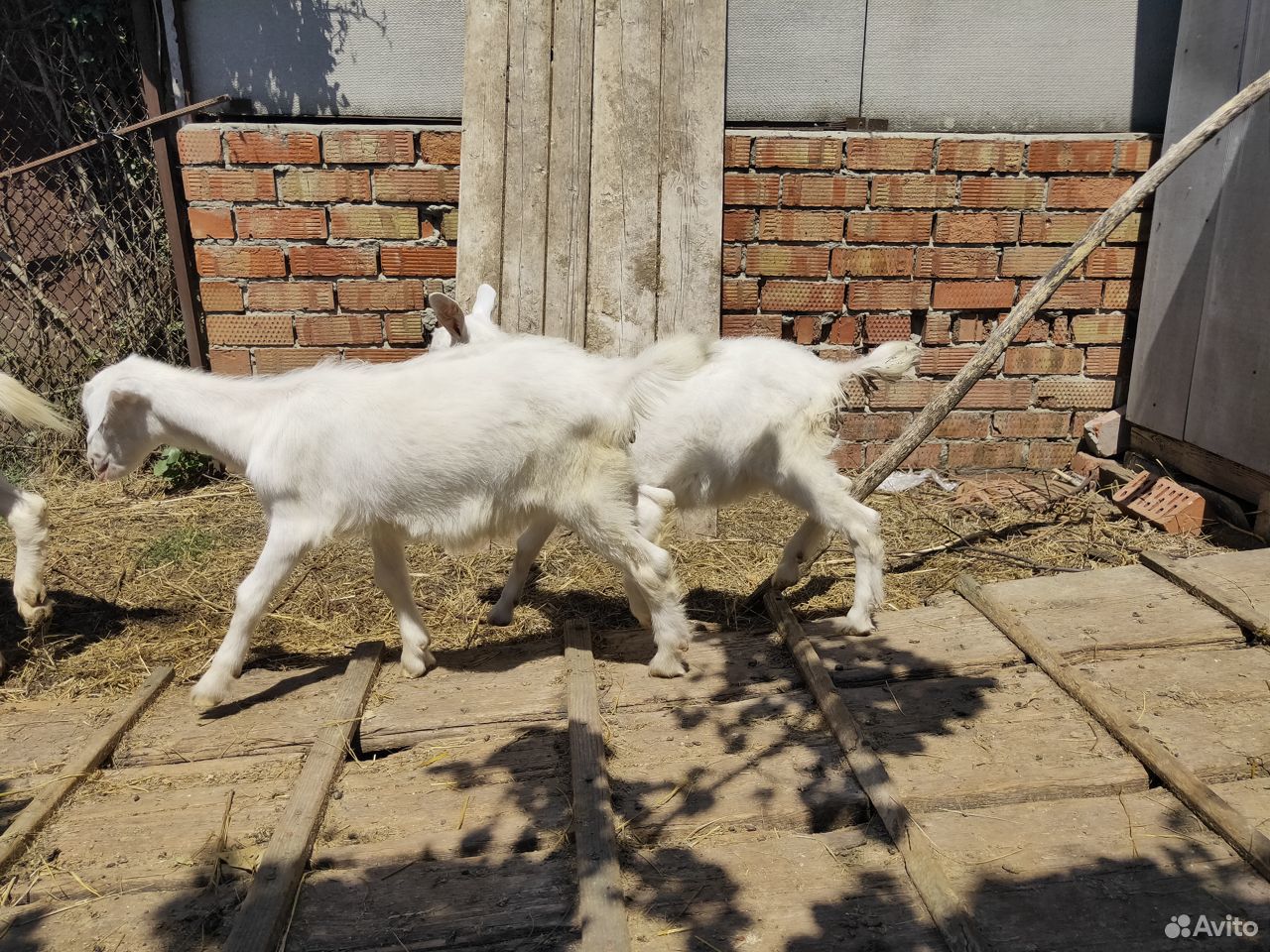 Коза и козлята купить на Зозу.ру - фотография № 2