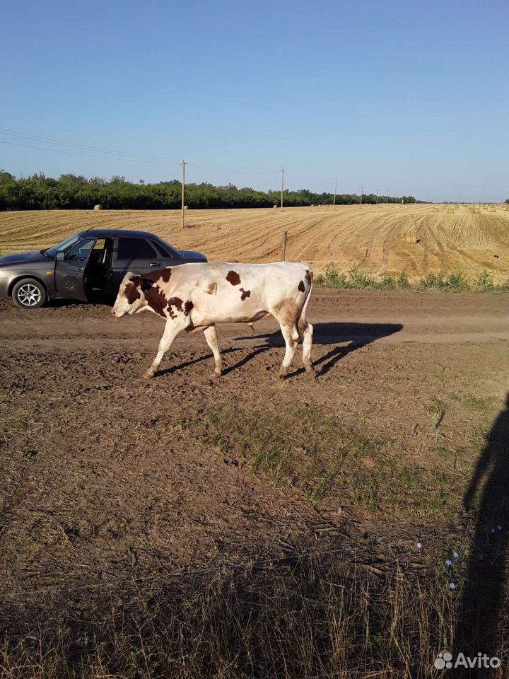 Бычки коровы купить на Зозу.ру - фотография № 6