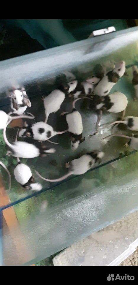 Японские карликовые мыши купить на Зозу.ру - фотография № 1