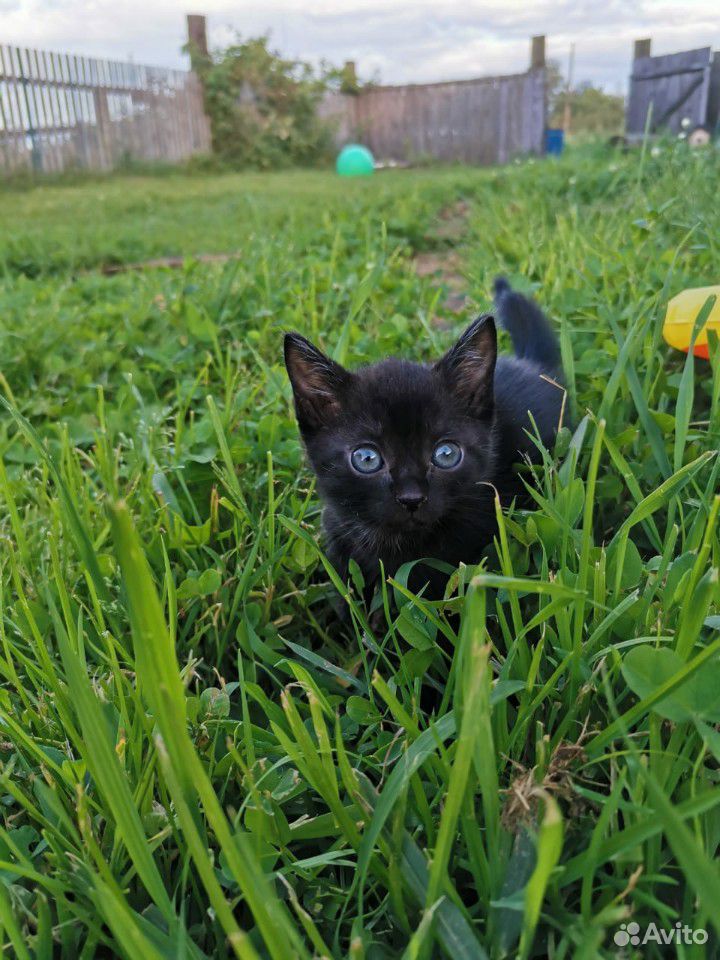 Котёнок черный с проседью купить на Зозу.ру - фотография № 4