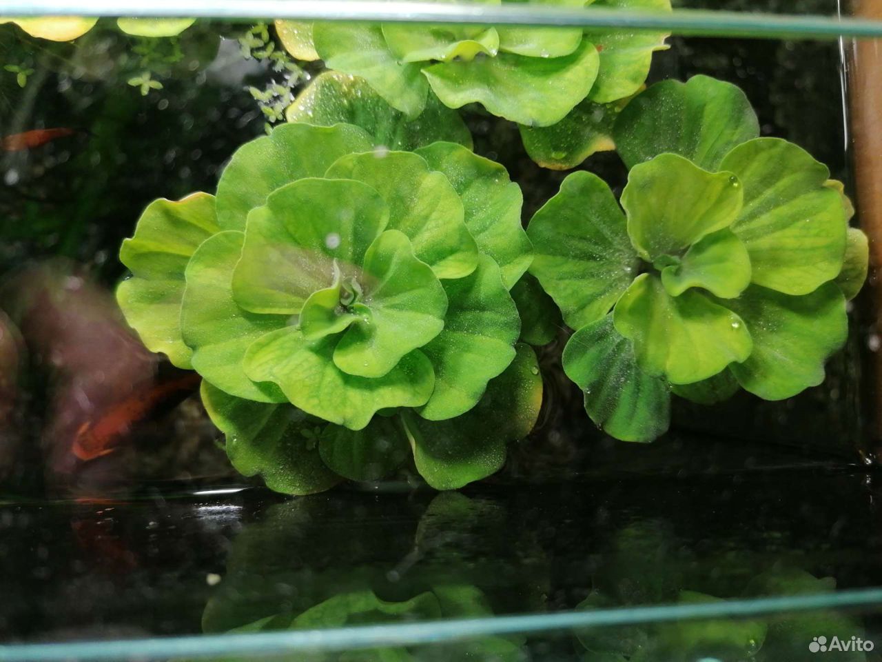 Растения для аквариума купить на Зозу.ру - фотография № 10