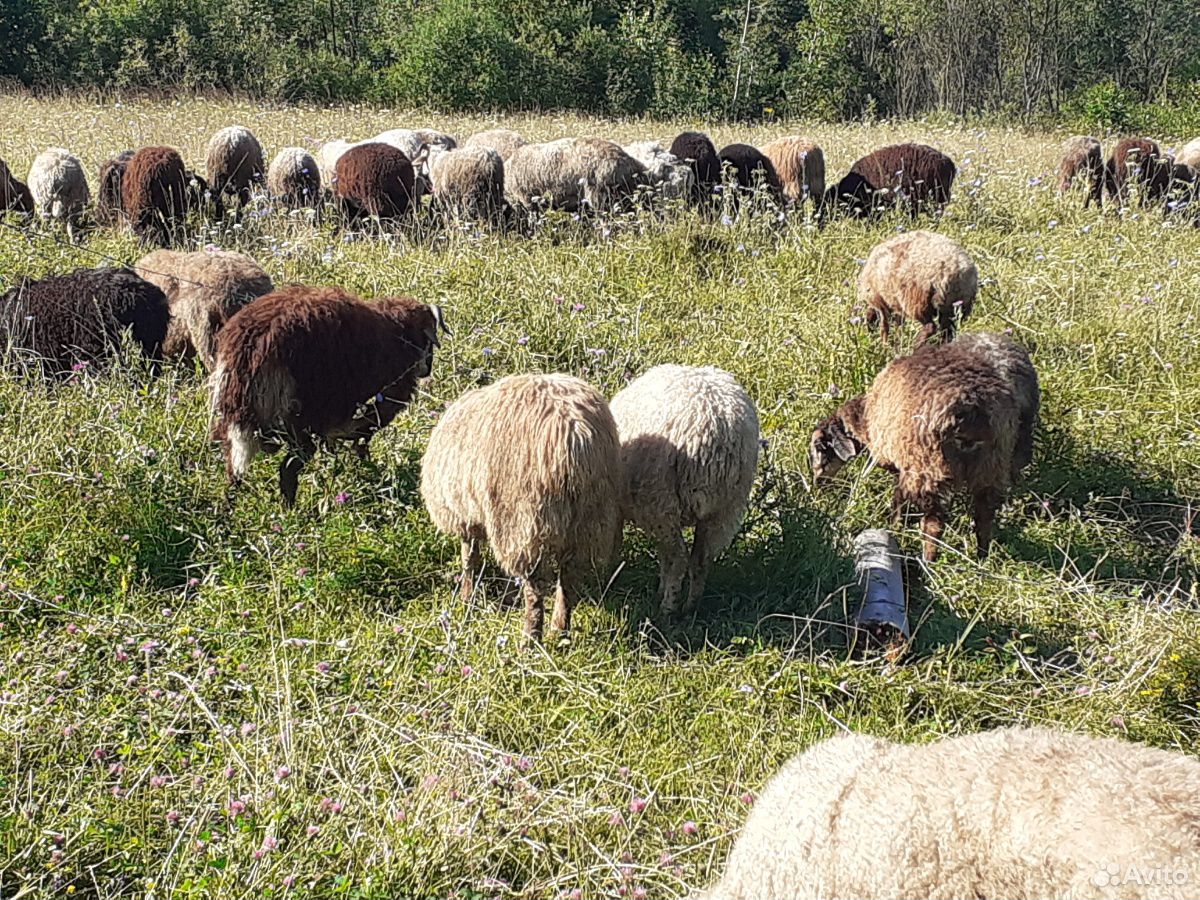Овцы,ягнята,бараны купить на Зозу.ру - фотография № 9