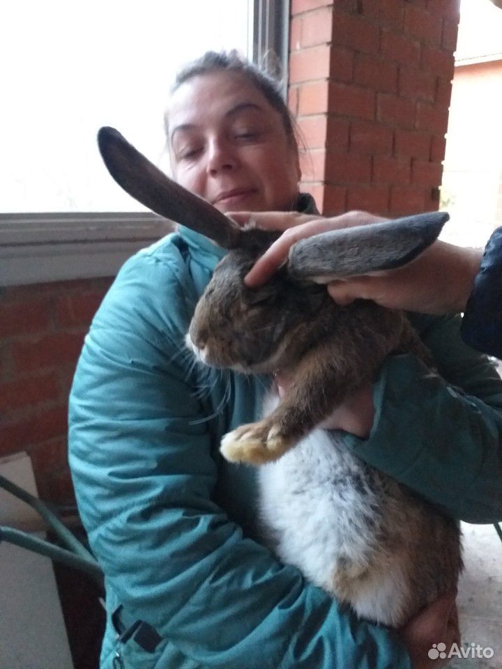 Продам кроликов,крольчат купить на Зозу.ру - фотография № 5