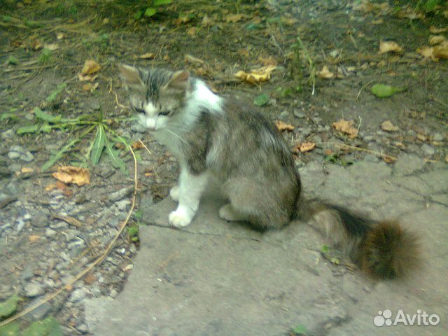 Бездомная кошка и котята ищут хозяев купить на Зозу.ру - фотография № 2