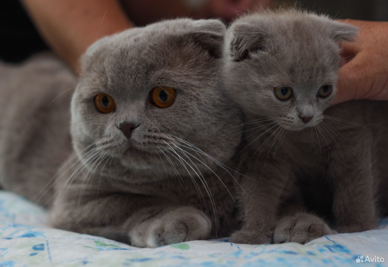 Ласковые шоколадные котята купить на Зозу.ру - фотография № 6