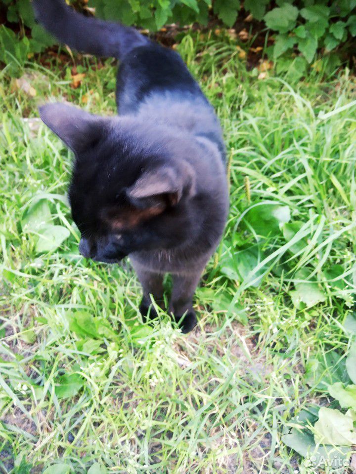 Найден котик купить на Зозу.ру - фотография № 4