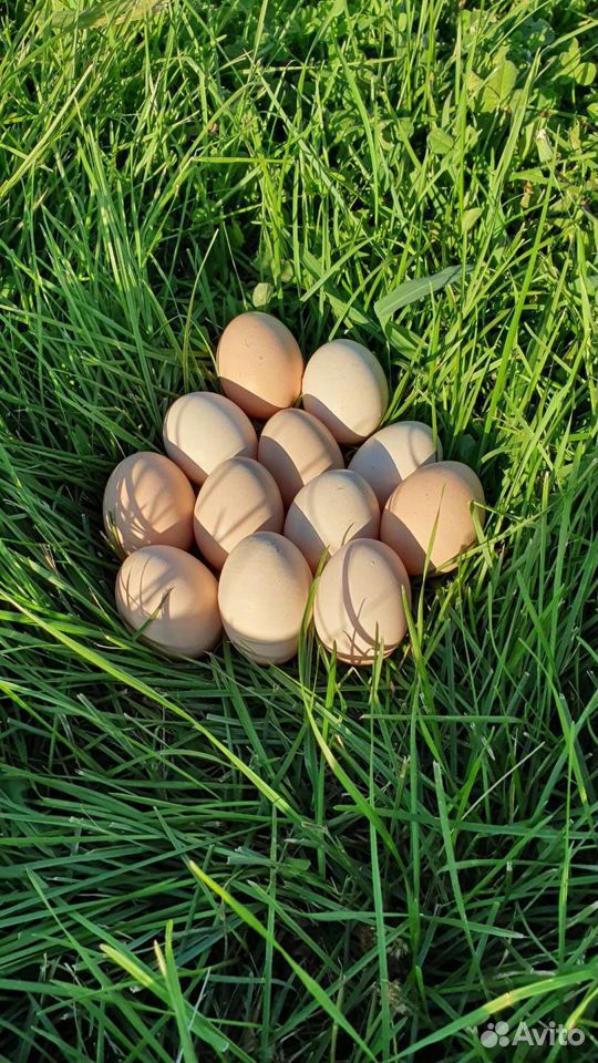 Яйцо куриное домашнее деревенкое купить на Зозу.ру - фотография № 1