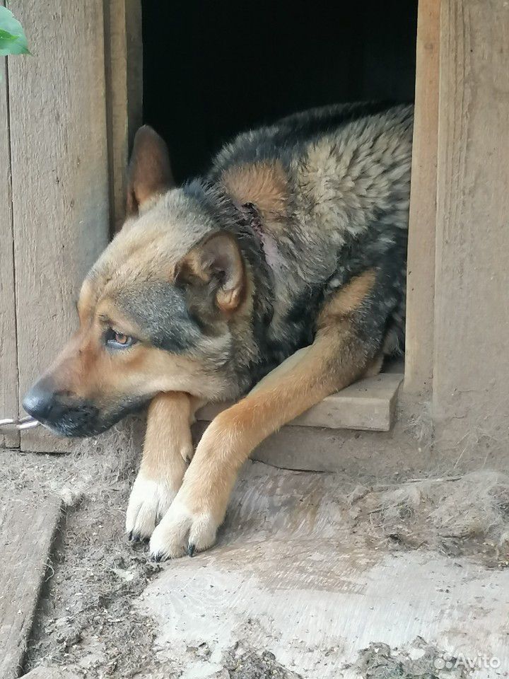 Животное собака купить на Зозу.ру - фотография № 3