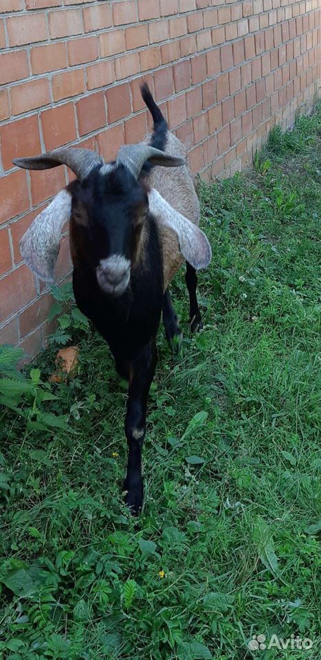 Англо-Нубийский козел купить на Зозу.ру - фотография № 1