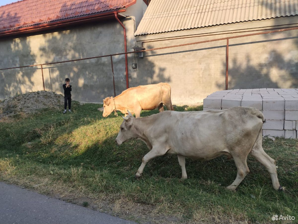 Корова купить на Зозу.ру - фотография № 10