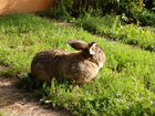 Кролики фландр Flandr Бельгийский великан Белгород объявление продам