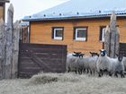 Овцы и бараны романовской породы - племенные объявление продам