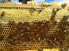 Пчеломатки объявление продам